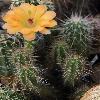 EchinocereusScheerii6.jpg
614 x 768 px
91.05 kB