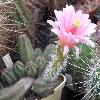 EchinocereusScheerii.jpg
959 x 844 px
121.2 kB