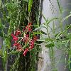 EpidendrumArachnoglossum2.jpg
1024 x 768 px
156.98 kB