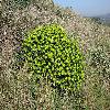 EuphorbiaDendroides2.jpg
1127 x 845 px
385.53 kB