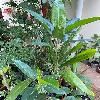FicusMacrophyllaColumnaris.jpg
807 x 899 px
380.91 kB