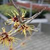 Hamamelis4.jpg
615 x 820 px
63.19 kB