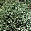 JuniperusHorizontalisBlueChip.jpg
1204 x 903 px
511.83 kB