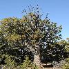 JuniperusOsteosperma.jpg
800 x 1200 px
585.28 kB
