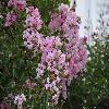 Lagerstroemia2.jpg
1024 x 768 px
177.5 kB