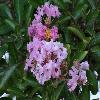 Lagerstroemia3.jpg
1024 x 768 px
142.81 kB