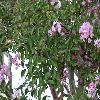 Lagerstroemia4.jpg
1024 x 768 px
215.21 kB