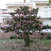 Lagerstroemia.jpg
720 x 960 px
431.19 kB