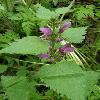 Lamium.jpg
605 x 807 px
87.53 kB