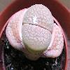 Lithops7.jpg
498 x 375 px
33.28 kB