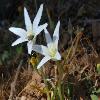 OrnithogalumDictaeum.jpg
1316 x 881 px
235.7 kB