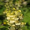 PedicularisDolichorrhiza3.jpg
800 x 1200 px
572.03 kB