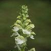 PedicularisDolichorrhiza.jpg
532 x 800 px
212.48 kB