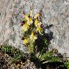 PedicularisOederi2.jpg
1200 x 800 px
586.32 kB