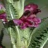 PedicularisOederiRubra2.jpg
484 x 800 px
248.52 kB