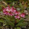 PedicularisOederiRubra3.jpg
532 x 800 px
246.33 kB