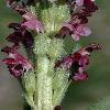 PedicularisOederiRubra.jpg
532 x 800 px
231.28 kB