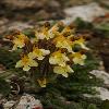 PedicularisOederi.jpg
450 x 677 px
141.1 kB