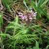 PedicularisOlgae2.jpg
800 x 1200 px
565.61 kB