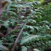 PedicularisSemenowii3.jpg
532 x 800 px
196.6 kB