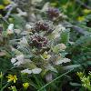 PedicularisSemenowii.jpg
532 x 800 px
199.76 kB