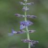 PerovskiaScrophulariaefolia.jpg
532 x 800 px
165.33 kB