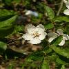 PrunusInsititia5.jpg
634 x 845 px
76.7 kB