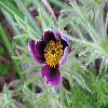 Pulsatilla2.jpg
1024 x 768 px
101.97 kB