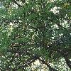 QuercusRotundifolia2.jpg
1219 x 914 px
401.68 kB