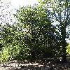 QuercusRotundifolia.jpg
681 x 908 px
308.43 kB