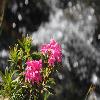 RhododendronFerrugineum3.jpg
1024 x 683 px
102.05 kB