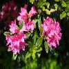 RhododendronFerrugineum4.jpg
1024 x 683 px
100.95 kB