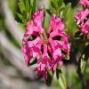 RhododendronFerrugineum5.jpg
1024 x 683 px
95.9 kB