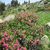 RhododendronFerrugineum.jpg
1024 x 768 px
342.98 kB