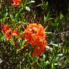 RhododendronFlammeum.jpg
1024 x 768 px
180.13 kB