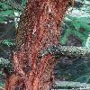 SequoiaSempervirens2.jpg
720 x 960 px
413.08 kB