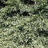 SequoiadendronGiganteum2.jpg
638 x 850 px
274.03 kB