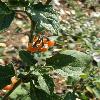 Solanum7.jpg
615 x 820 px
97.86 kB