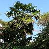 TrachycarpusFortunei2.jpg
615 x 820 px
158.87 kB