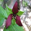 Trillium.jpg
1115 x 836 px
75.77 kB