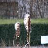 Typha2.jpg
1127 x 845 px
97.66 kB