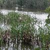 Typha3.jpg
1127 x 845 px
254.75 kB