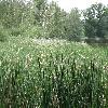 Typha4.jpg
1127 x 845 px
267.61 kB