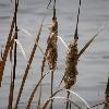 Typha.jpg
638 x 850 px
61.24 kB