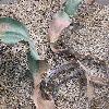 WelwitschiaMirabilis.jpg
1024 x 768 px
270.47 kB